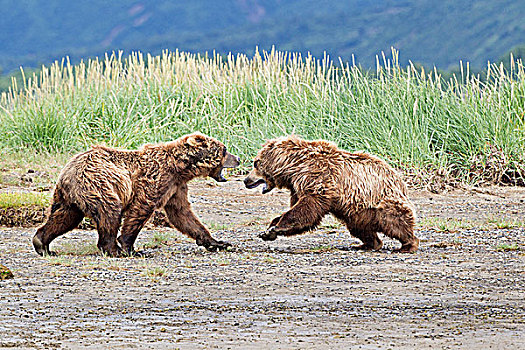 棕熊,互动,卡特麦国家公园,阿拉斯加,美国