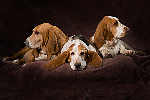 三个,巴塞特猎犬,褐色,薄纱织物,背景