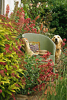 花园,特写,金色,拉布拉多犬,狗,柳条椅,绣线菊