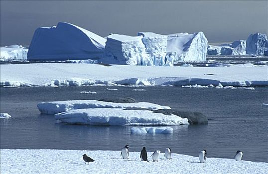 阿德利企鹅,保利特岛,南极半岛,南极