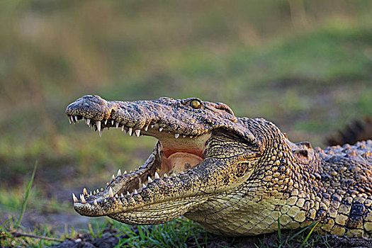 尼罗鳄,晒太阳,堤岸,乔贝,河,开着,嘴,控制,身体,温度,乔贝国家公园,博茨瓦纳,非洲
