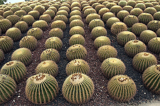 圆桶掌,排列,植物园,仙人掌,北下加利福尼亚州,墨西哥