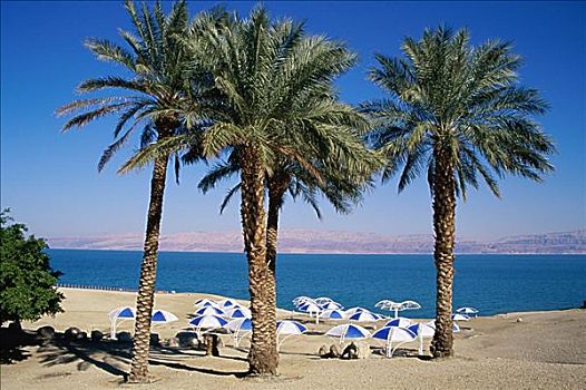 棕榈树,海滩,死海,以色列