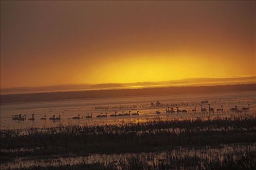 天鹅,鹅,日出,国家野生动植物保护区,北加州
