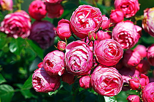 玫瑰,粉色,培育品种