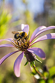 特写,侧面视角,蜜蜂,紫花,纳韦尔瓦皮,国家公园,里奥内格罗,阿根廷