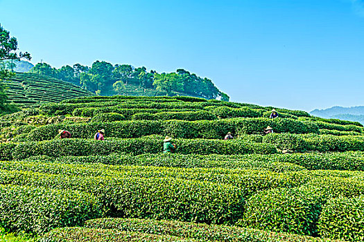 杭州西湖龙井村茶山