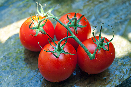 阳光下新鲜的西红柿在木质的砧板上