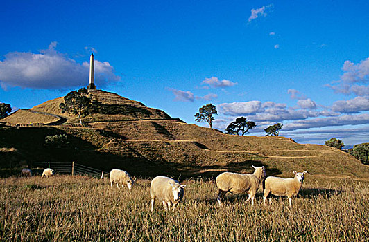 羊群,放牧,土地,山坡,一棵树,山,奥克兰,新西兰