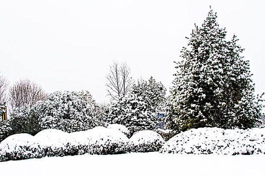 雪景