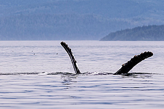 驼背鲸,背影,鳍足,布劳顿群岛,海洋公园,温哥华岛,不列颠哥伦比亚省,加拿大
