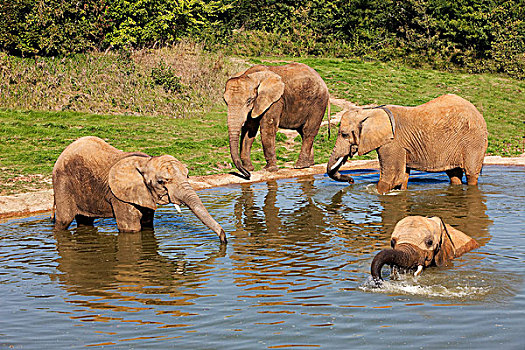 大象,非洲象,群,沐浴,动物园,法国