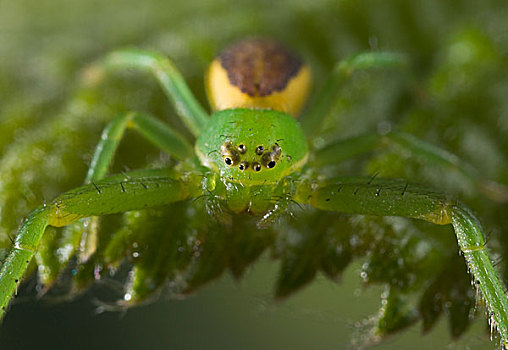 蟹蛛,女性,保护色,绿叶,欧洲
