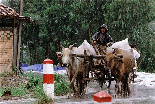 越南,长,稻米,农民,驾驶,手推车,雨