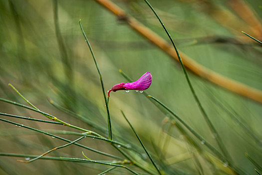 花棒花