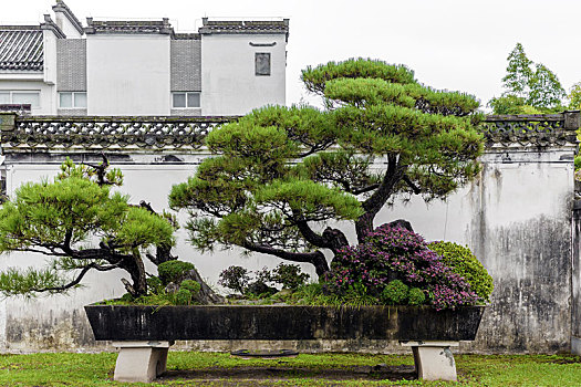 中国安徽省歙县棠樾鲍家花园松树大型盆栽