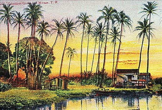 明信片,夏威夷,瓦胡岛,檀香山,椰树,小树林