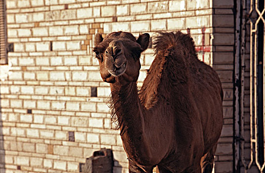 特写,骆驼,站立,正面,墙壁