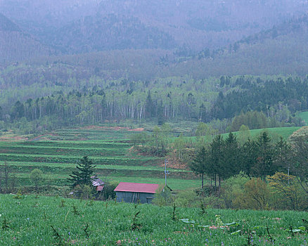 树林,家