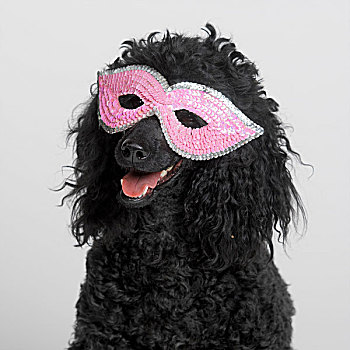 黑色,微型,贵宾狗,戴着,粉色,面具