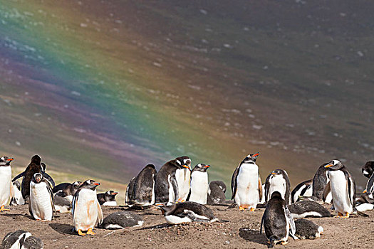 巴布亚企鹅,福克兰群岛,栖息地,彩虹