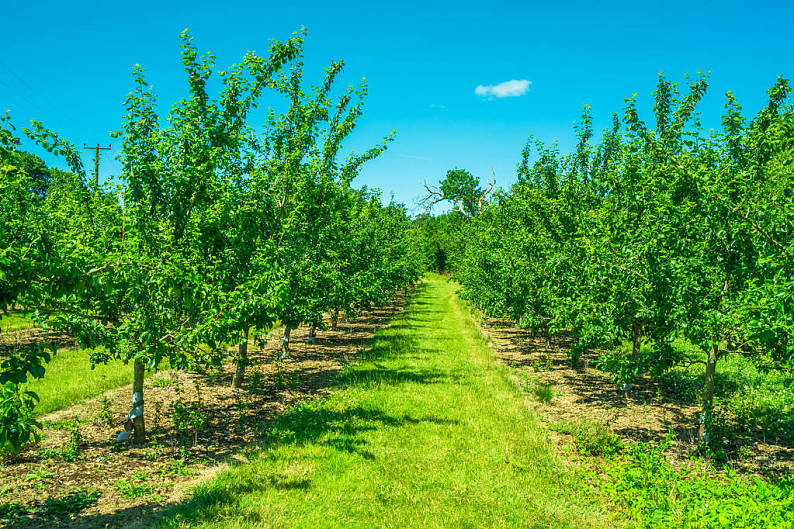 排_水果_果树_果园_高清图片_全景视觉