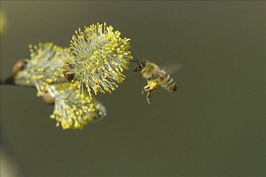 蜜蜂,意大利蜂,收集,花粉,柳树,花,记事本,满,篮子,德国