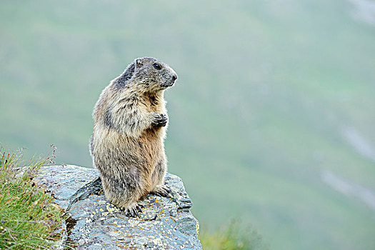 阿尔卑斯山土拨鼠,旱獭,上陶恩山国家公园,提洛尔,奥地利,欧洲