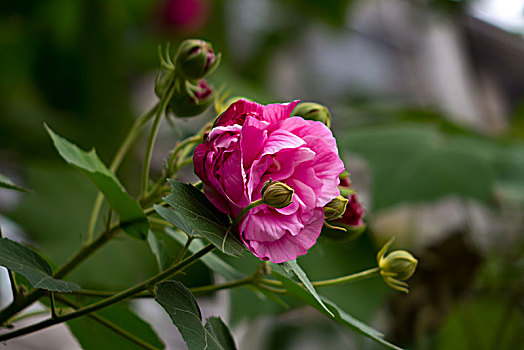 芙蓉花,木芙蓉,木莲