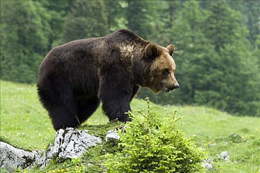 棕熊,奥地利,欧洲