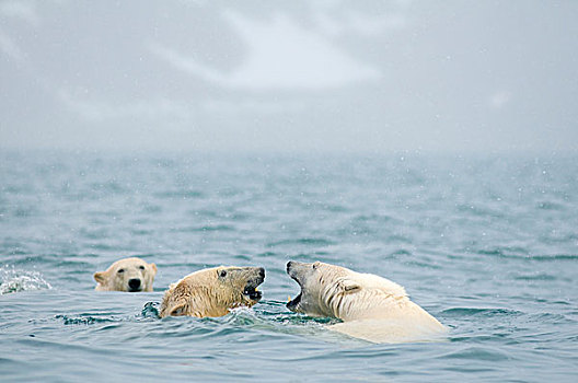 挪威,斯瓦尔巴群岛,斯匹次卑尔根岛,北极熊,成年,玩,一个,水,海岸