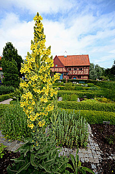 毛蕊花,普通,毛蕊花属植物,寺院,花园,耶伊斯塔德,瑞典,欧洲