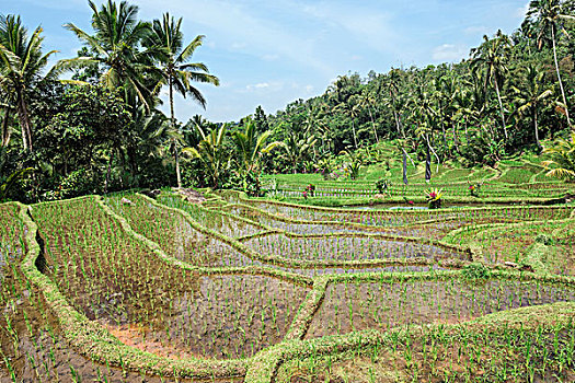 稻田,巴厘岛,印度尼西亚,亚洲