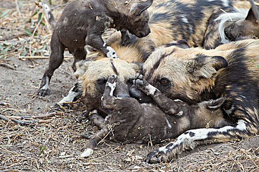 非洲野狗,非洲野犬属,成年,星期,老,幼仔,北方,博茨瓦纳