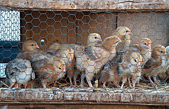 幼禽,家禽,市场,马略卡岛