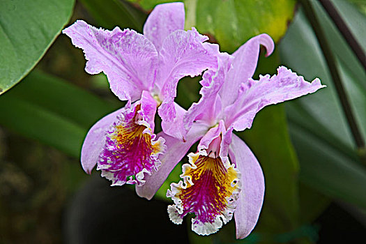 花,植物,兰花