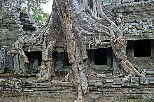 树,根部,遗址,庙宇,复杂,世界遗产,收获,柬埔寨,亚洲