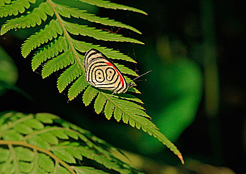 蛱蝶科,热带,蝴蝶,伊瓜苏国家公园,巴西,南美