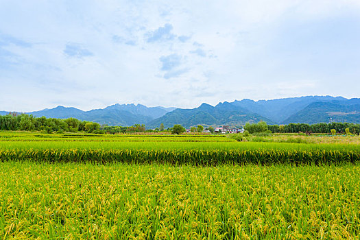 秦嶺山下的水稻