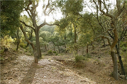 树,树林,西班牙,背景