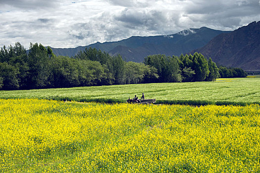 西藏农耕