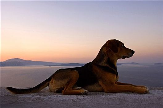 狗,正面,锡拉岛,基克拉迪群岛,爱琴海,希腊