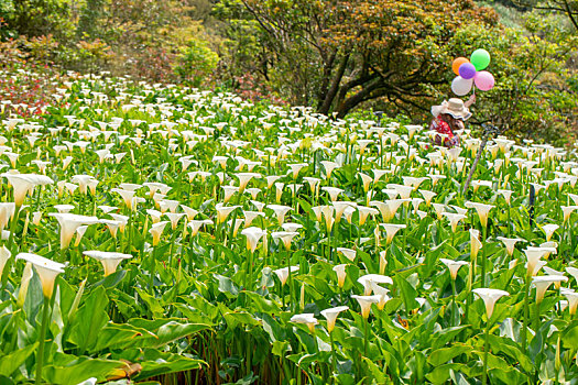 春天海芋公园里观赏白色海芋游客