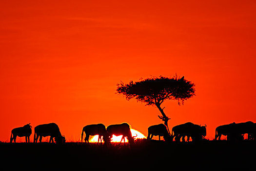 蓝角马,角马,牧群,放牧,红色,日落,塞伦盖蒂国家公园,坦桑尼亚
