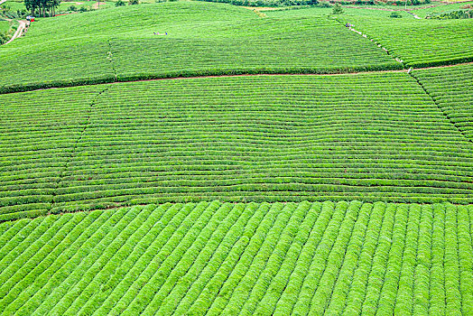 贵州省湄潭县永兴镇的中国西部万亩茶海茶垄线条