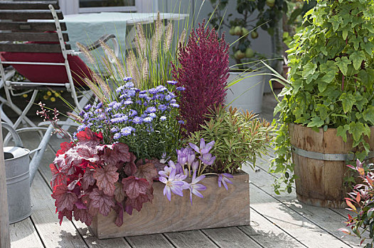 木盒,矾根属植物,红辣椒,紫苑属