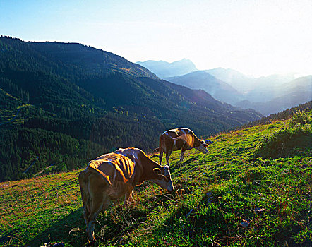 两个,母牛,阿尔卑斯草甸,提洛尔,奥地利