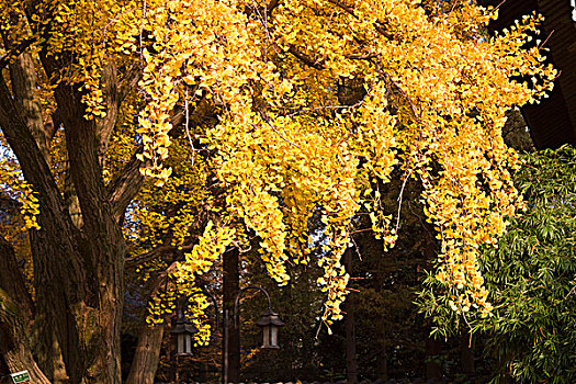 南京师范大学