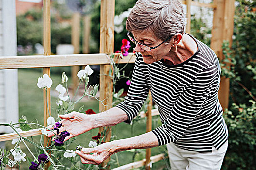 老年,女人,检查,香豌豆,花