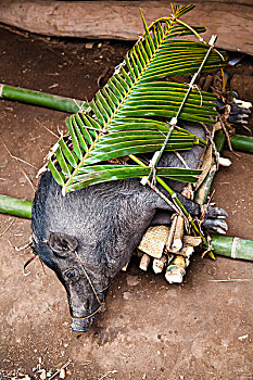 猪,准备好,葬礼,典礼,乡村,印度尼西亚